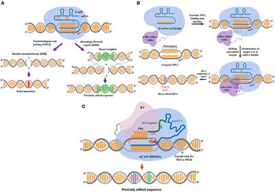 Precision Genome Engineering for the Breeding of Tomatoes: Recent Progress and Future Perspectives